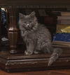 Silverbell - Photo 3