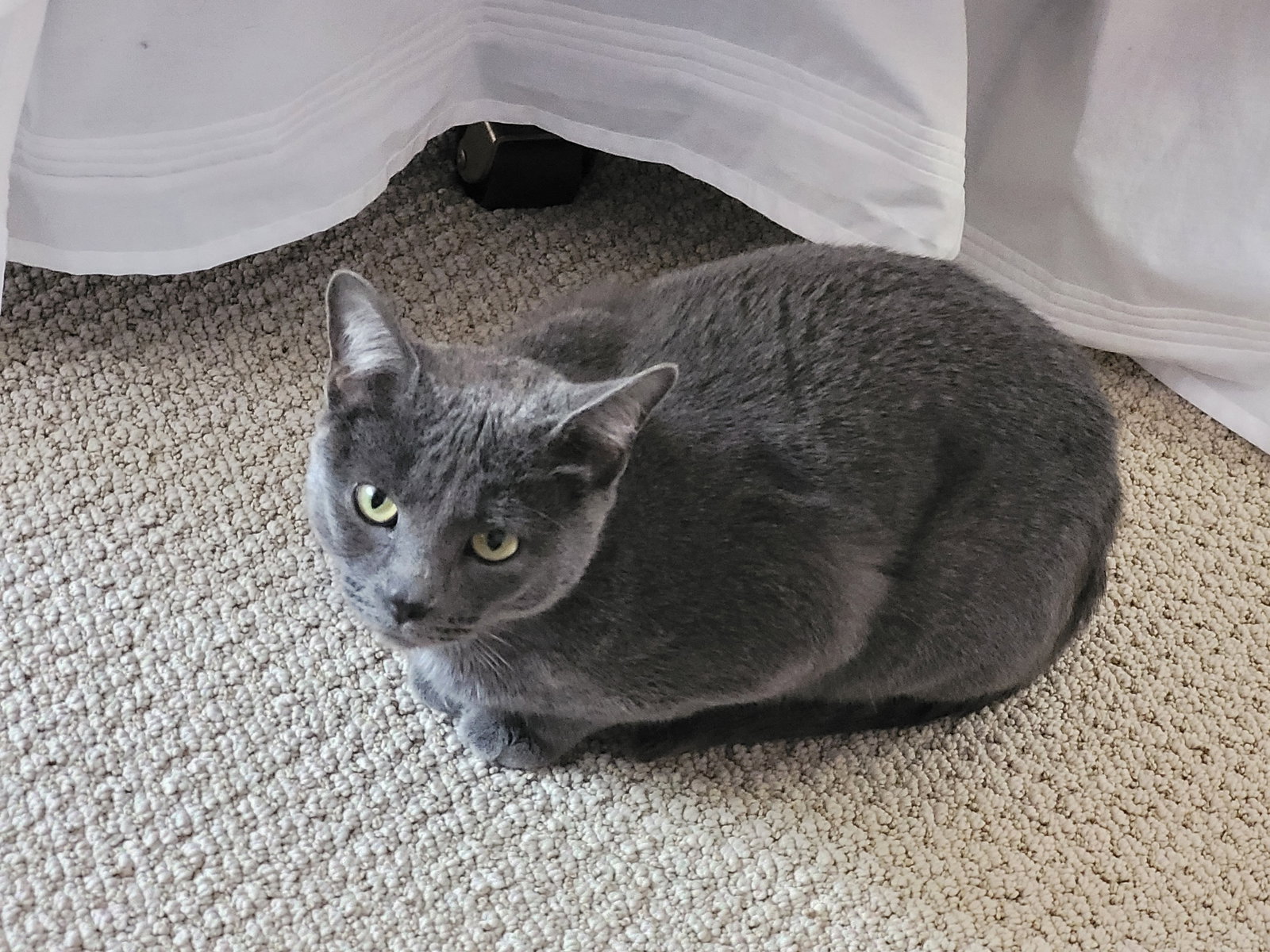 Vivienne  Domestic Short Hair (short coat) Female