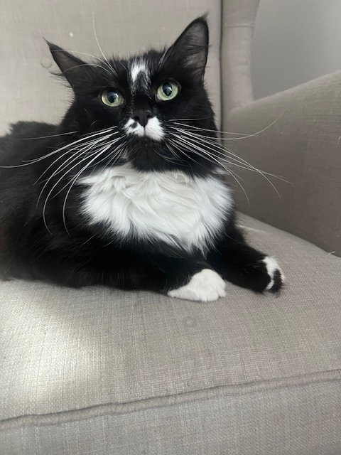 Mittens  Domestic Short Hair Female