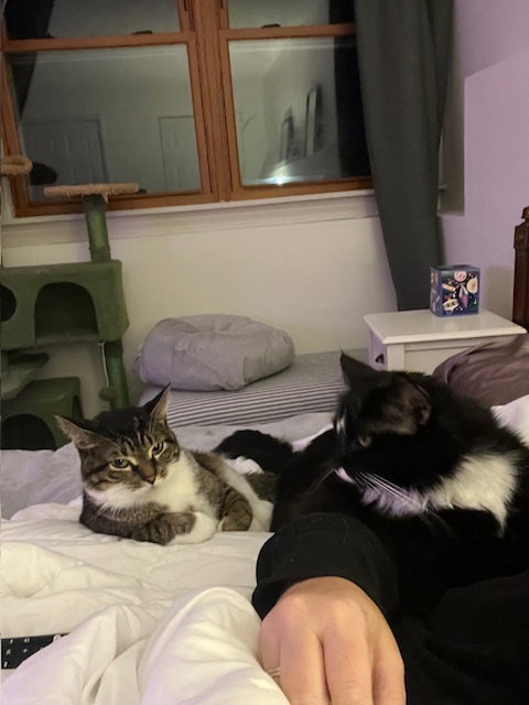 Gizmo & Mittens (bonded pair)  Domestic Short Hair Female