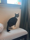 Gizmo - Photo 2