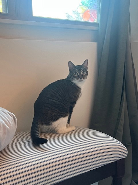 GIZMO - Domestic Short Hair available for adoption