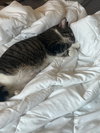 Gizmo - Photo 3