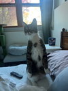 Gizmo - Photo 4