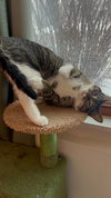 Gizmo - Photo 5
