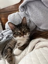 Gizmo - Photo 1