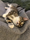 Gizmo - Photo 6