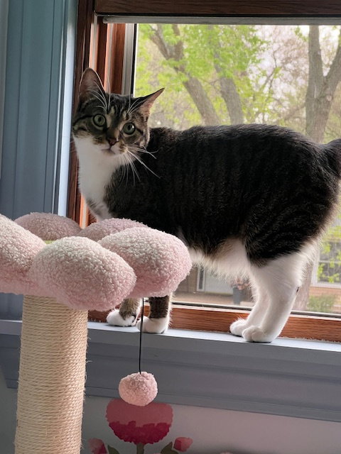 Gizmo  Domestic Short Hair Female