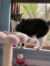 Gizmo - Photo 1