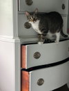 Gizmo - Photo 2