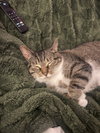 Gizmo - Photo 3