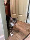 Gizmo - Photo 4