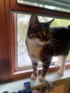 Gizmo - Photo 5