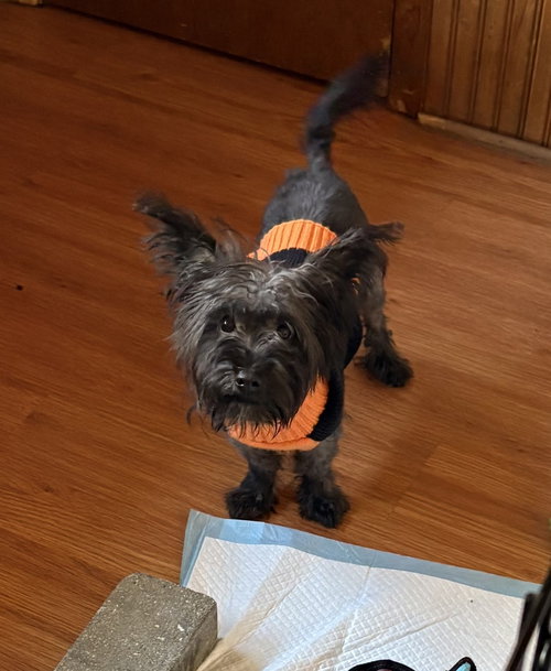 picture of the dog needing adoption