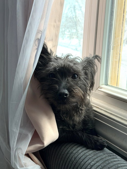 picture of the dog needing adoption