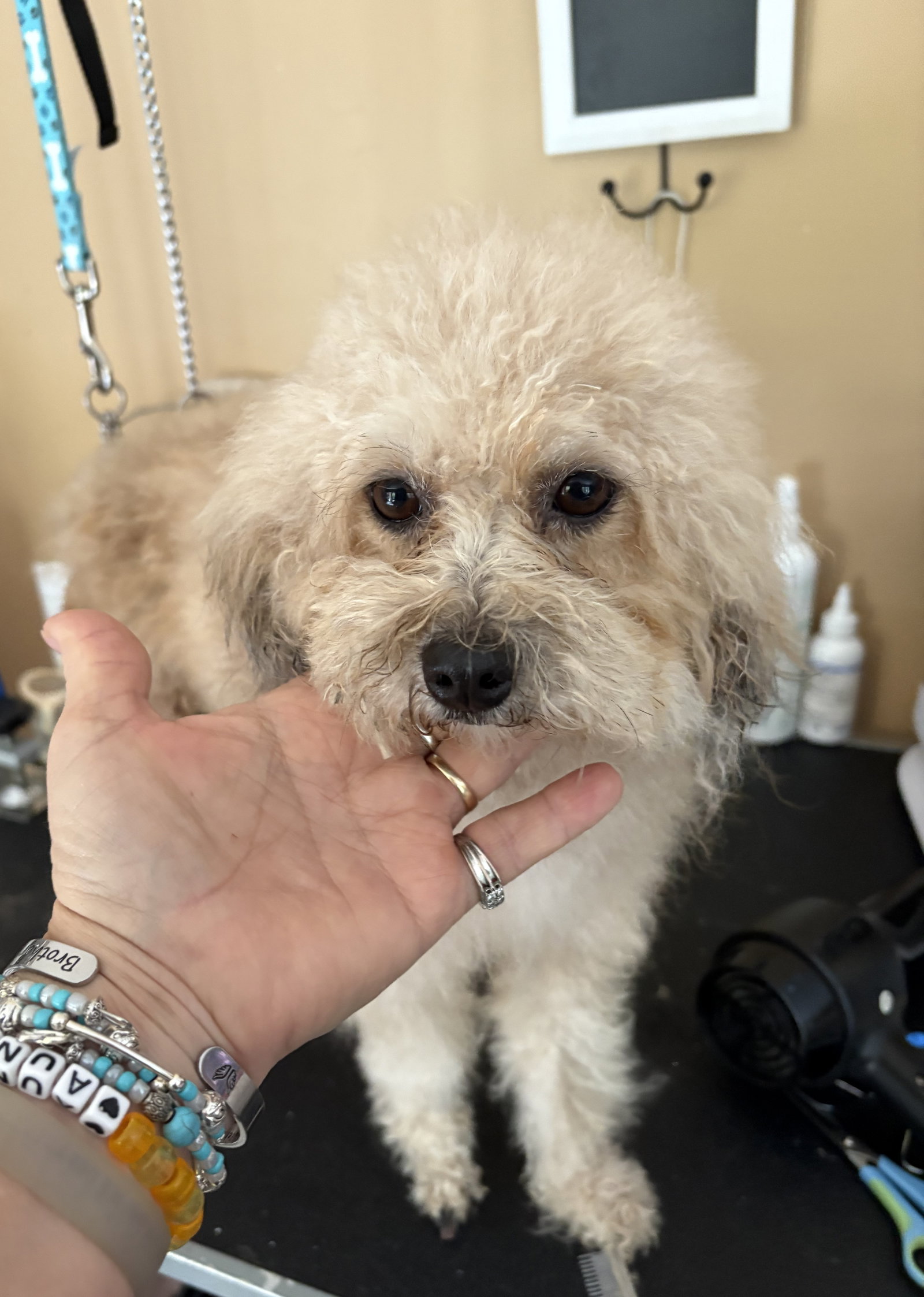 Envy Small Poodle (Toy) (long coat) Female