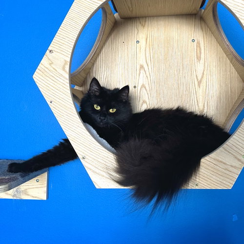 Alola, an adoptable Domestic Long Hair in Wheaton, IL