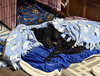 Lenny - Photo 5