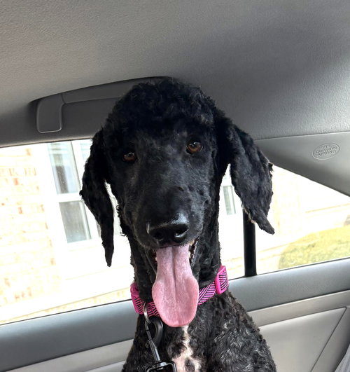 picture of the dog needing adoption
