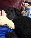 Lenny - Photo 2