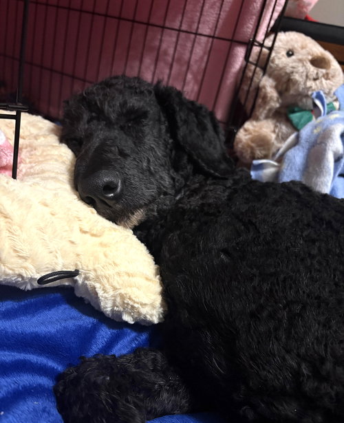 LENNY - Poodle (Standard) available for adoption