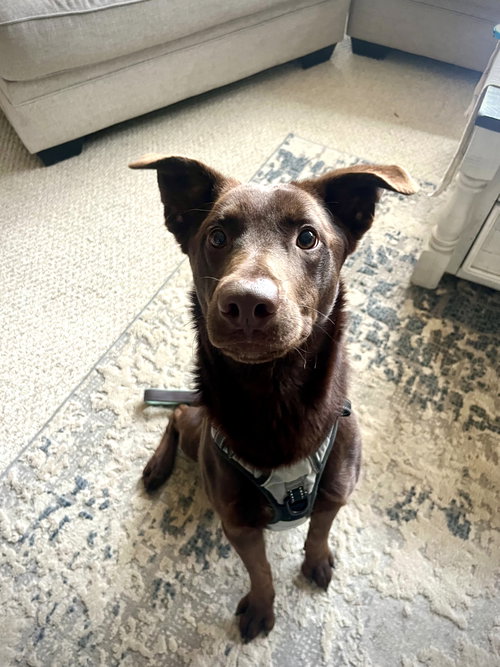 picture of the dog needing adoption