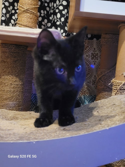 AKI - Domestic Short Hair available for adoption