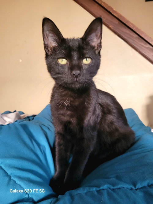 AKI - Domestic Short Hair available for adoption