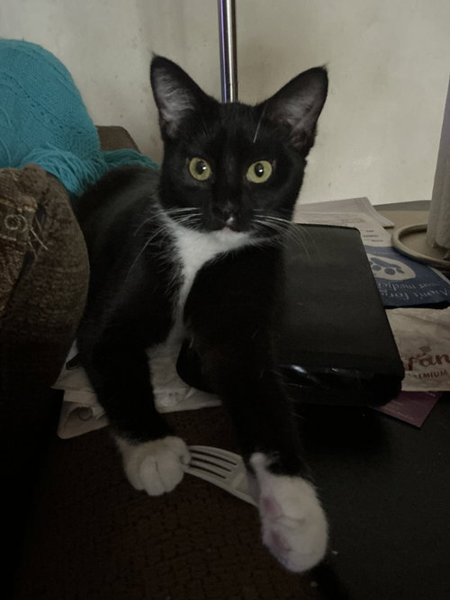 GILLY - Domestic Short Hair available for adoption