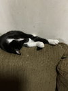 Gilly - Photo 4