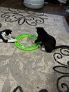 Gilly - Photo 7