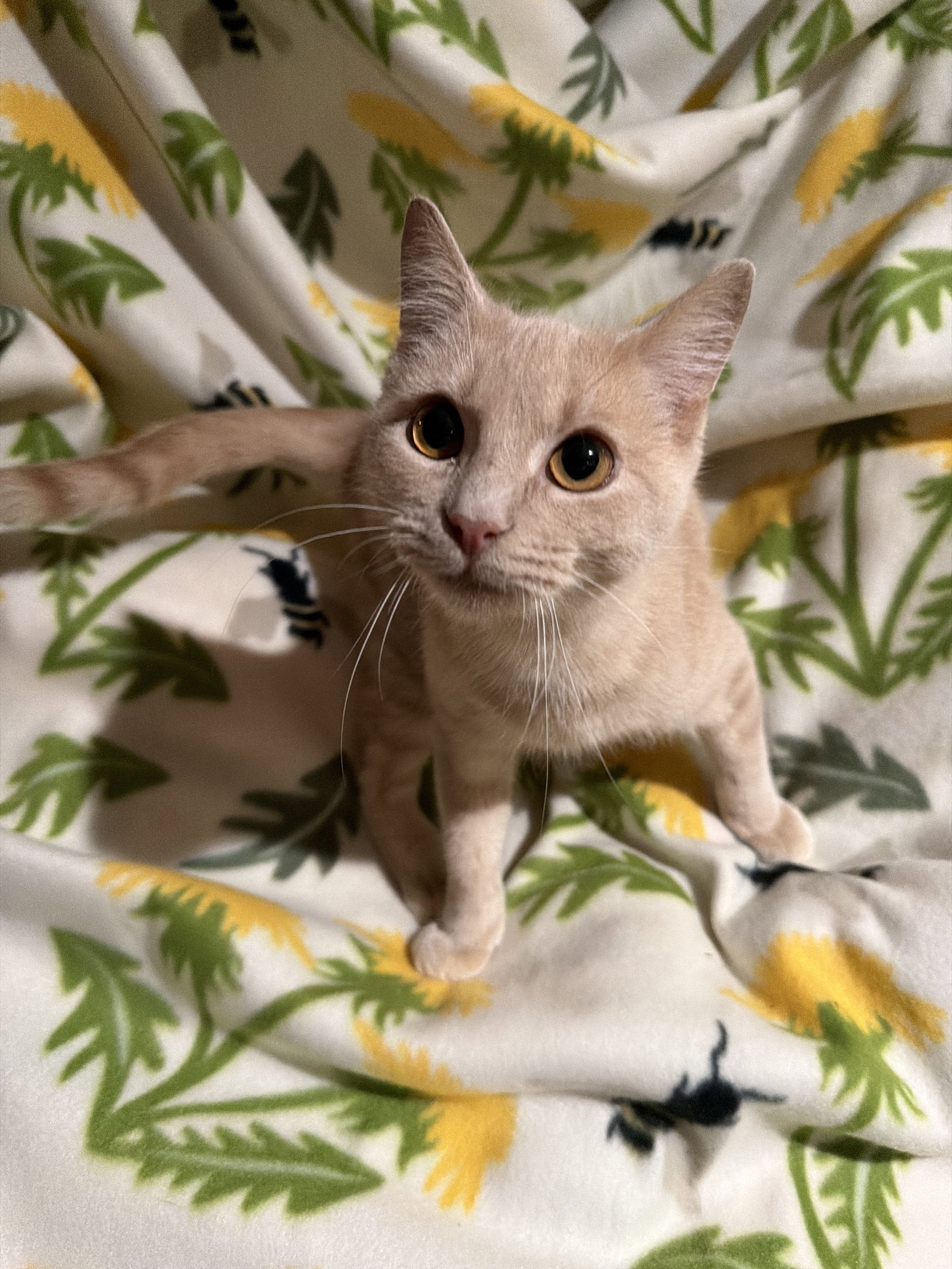 Bard  Domestic Short Hair (short coat) Male
