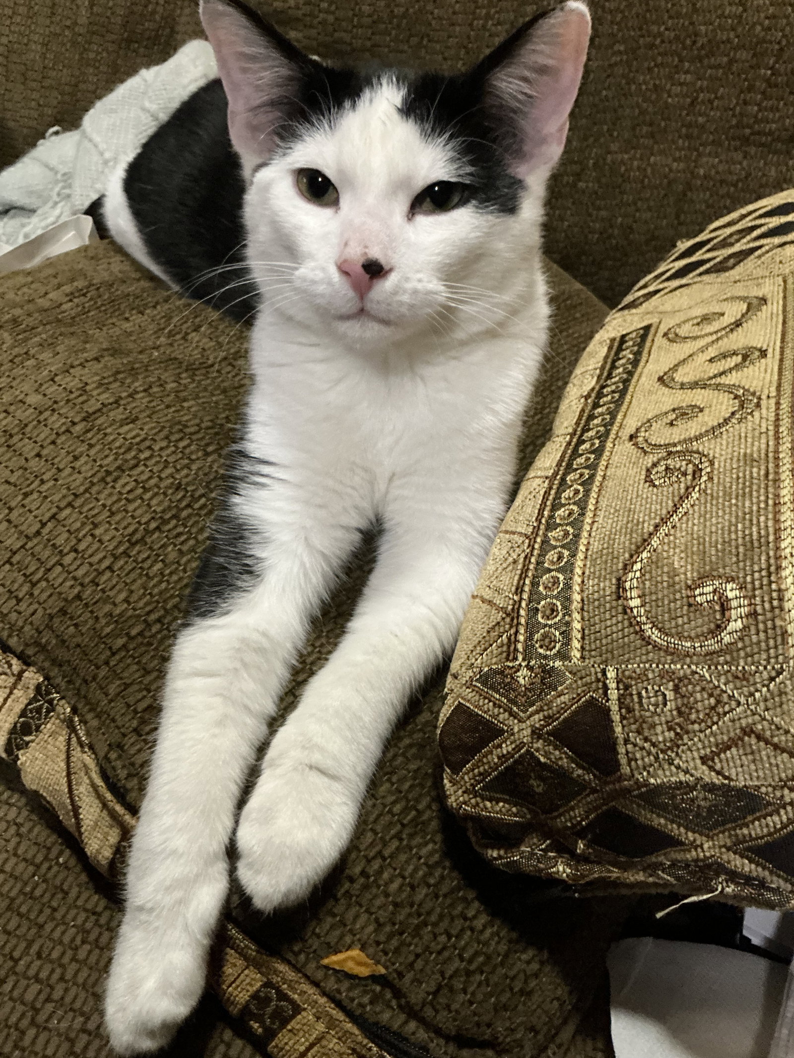 Liam  Domestic Short Hair (short coat) Male