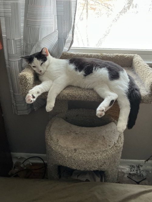 LIAM - Domestic Short Hair available for adoption