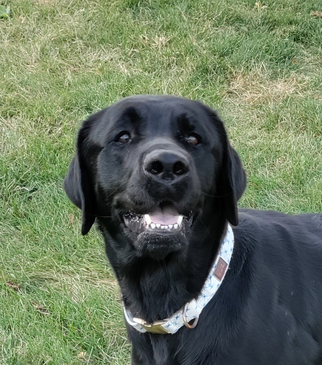 Cooper Large Labrador Retriever (medium coat) Male