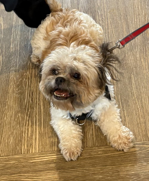 picture of the dog needing adoption