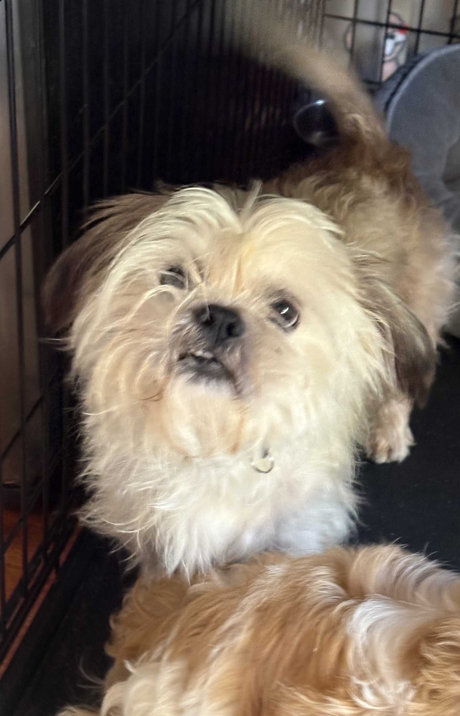 Gizmo the Lhasa Small Lhasa Apso / Mixed (long coat) Male
