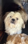 Gizmo the Lhasa - Photo 1