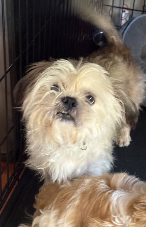 picture of the dog needing adoption