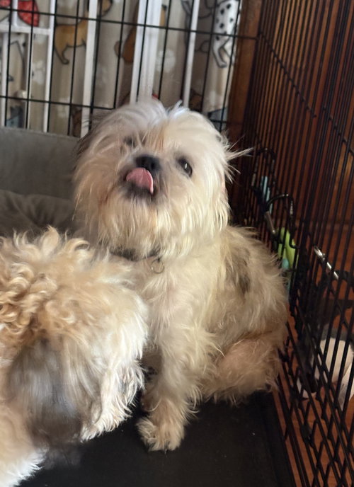 GIZMO THE LHASA - Lhasa Apso available for adoption