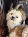 Gizmo the Lhasa - Photo 3