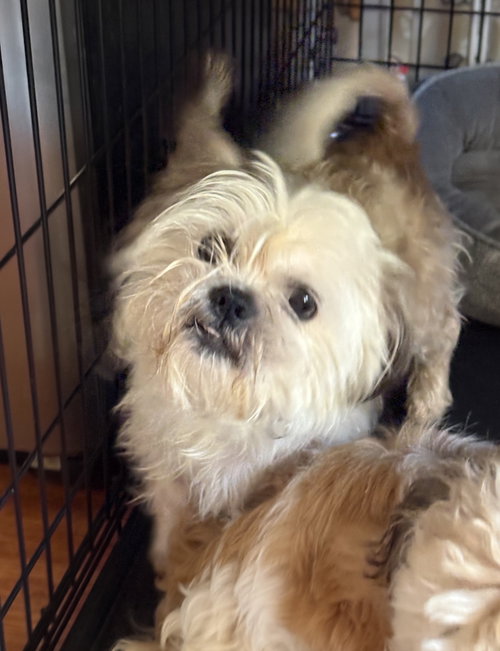 Photo of Gizmo the Lhasa
