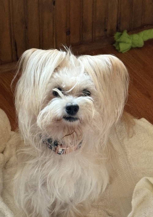 picture of the dog needing adoption