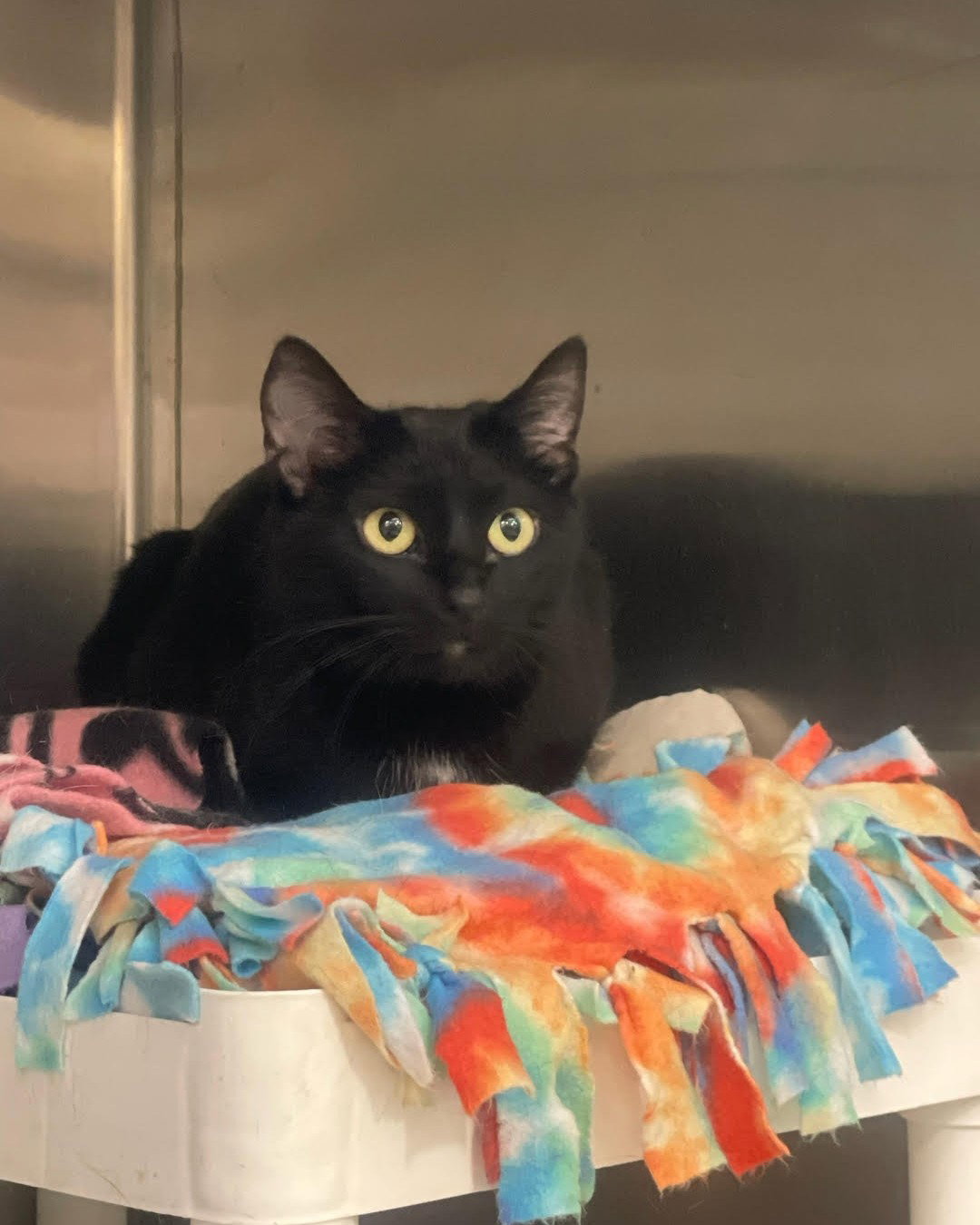 Gremlin  Domestic Short Hair (short coat) Female
