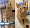 Tito & Juno (**bonded pair) - Photo 2