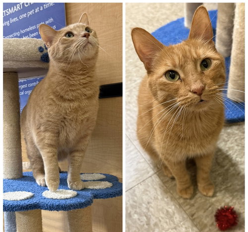 TITO & JUNO (**BONDED PAIR) - Domestic Short Hair available for adoption