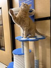 Tito & Juno (**bonded pair) - Photo 4