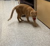 Tito & Juno (**bonded pair) - Photo 5