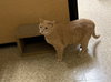 Tito & Juno (**bonded pair) - Photo 6