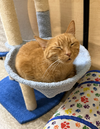 Tito & Juno (**bonded pair) - Photo 3